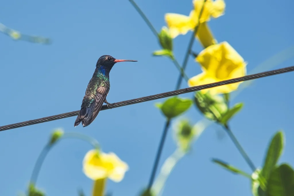 青绿阔嘴蜂鸟(Cynanthus doubledayi)
