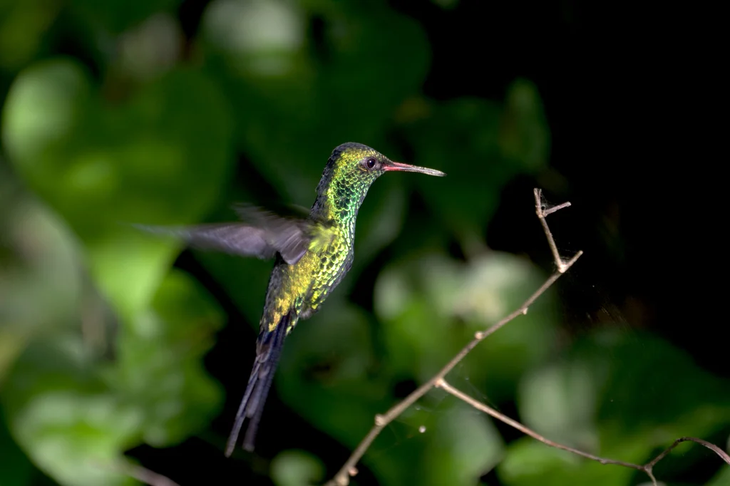 科苏梅尔翠蜂鸟(Cynanthus forficatus)