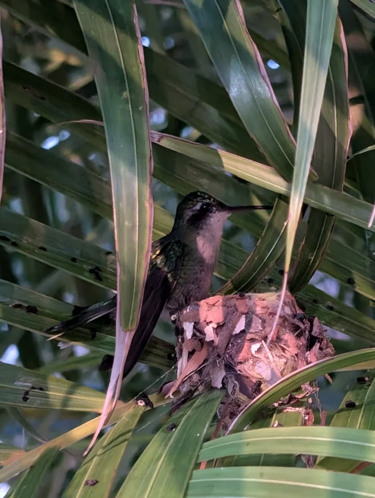 科苏梅尔翠蜂鸟(Cynanthus forficatus)