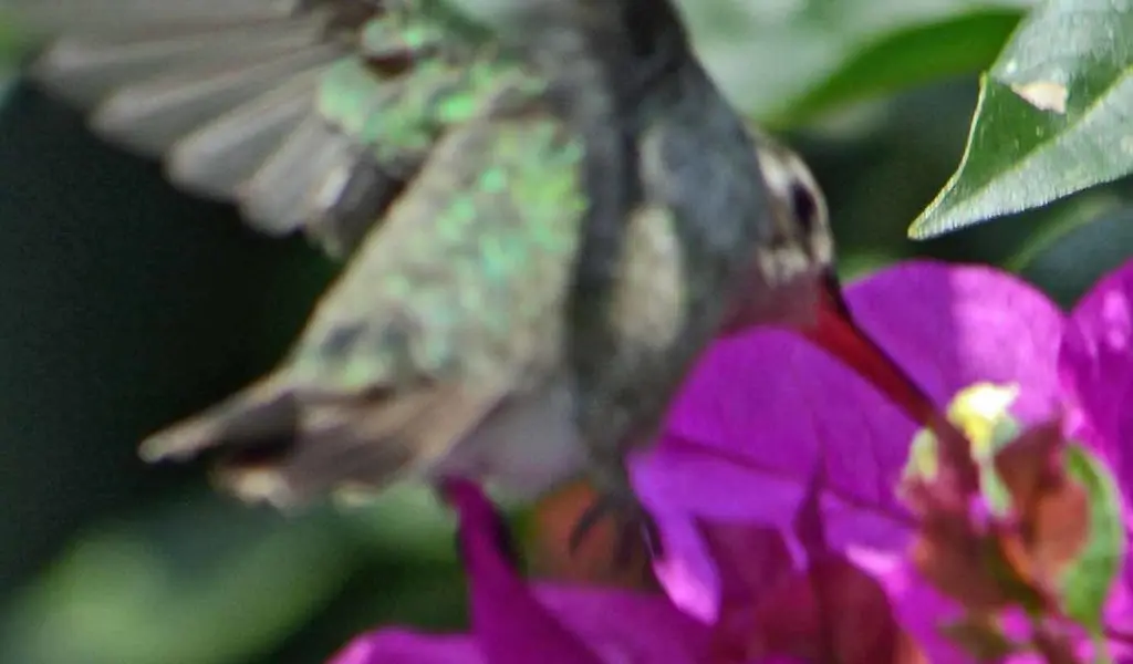 阔嘴蜂鸟(Cynanthus latirostris)