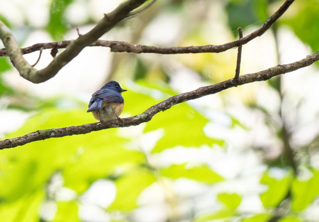 爪哇蓝仙鹟(Cyornis banyumas)