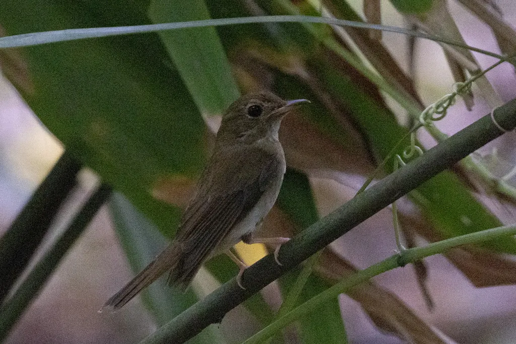 白喉林鹟(Cyornis brunneatus)