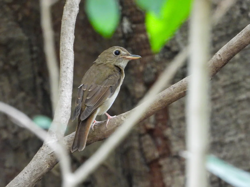 白喉林鹟(Cyornis brunneatus)