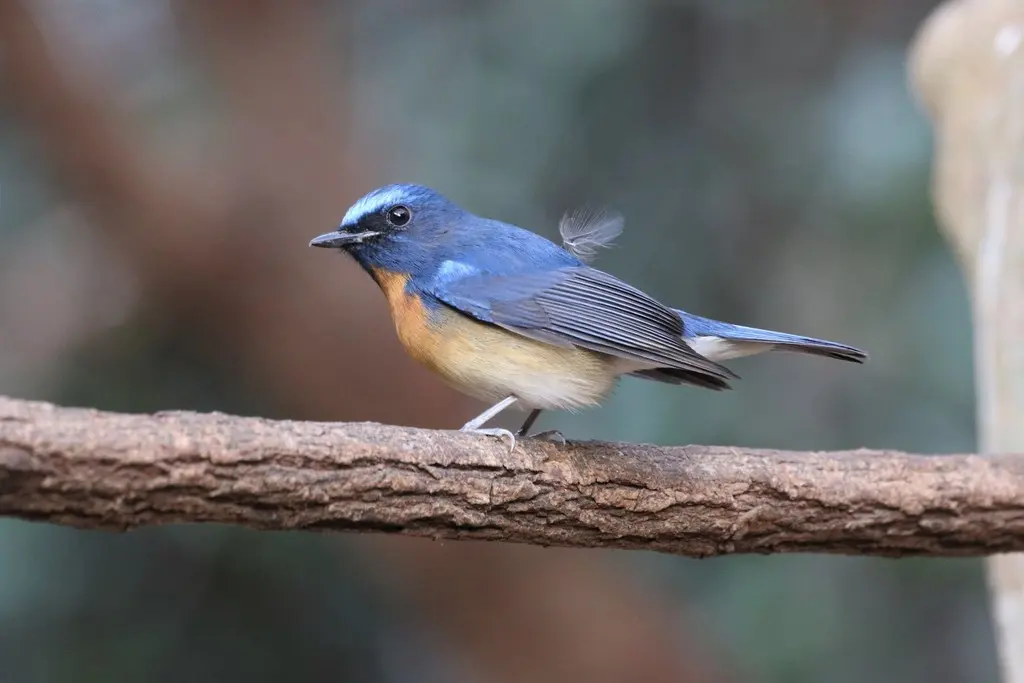 中华仙鹟(Cyornis glaucicomans)
