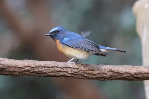 中华仙鹟