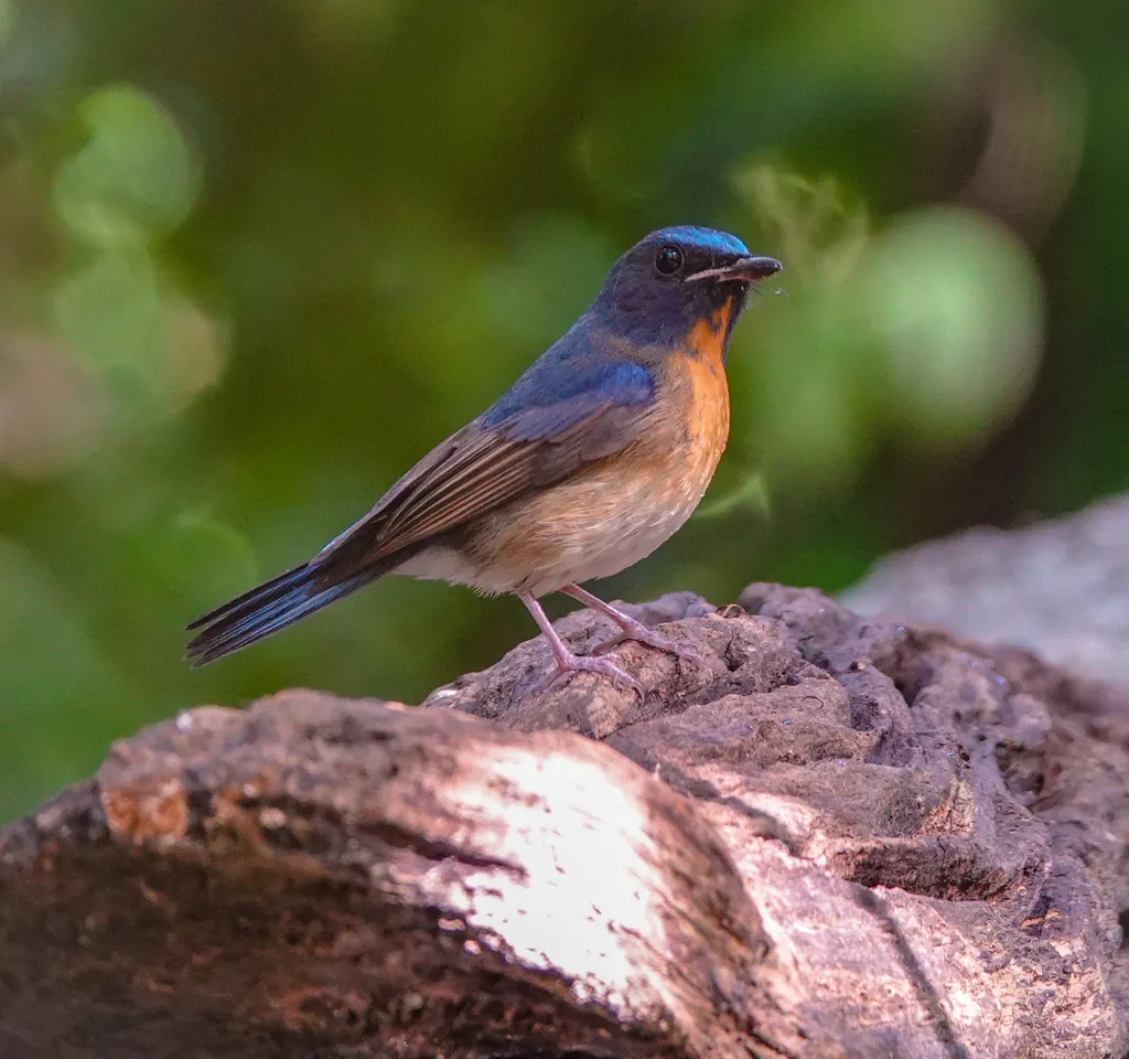 中华仙鹟(Cyornis glaucicomans)