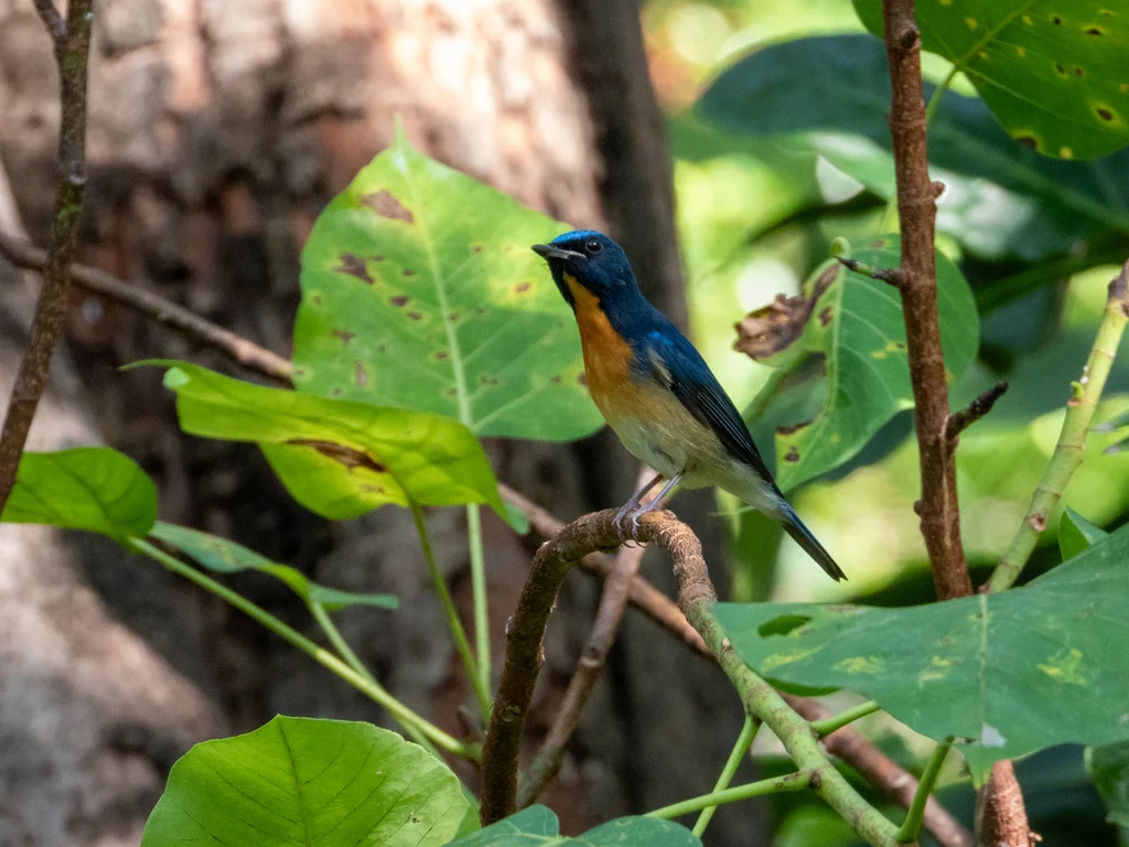 中华仙鹟(Cyornis glaucicomans)