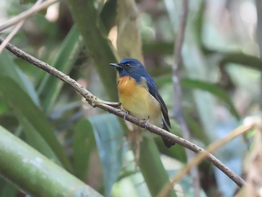 中华仙鹟(Cyornis glaucicomans)
