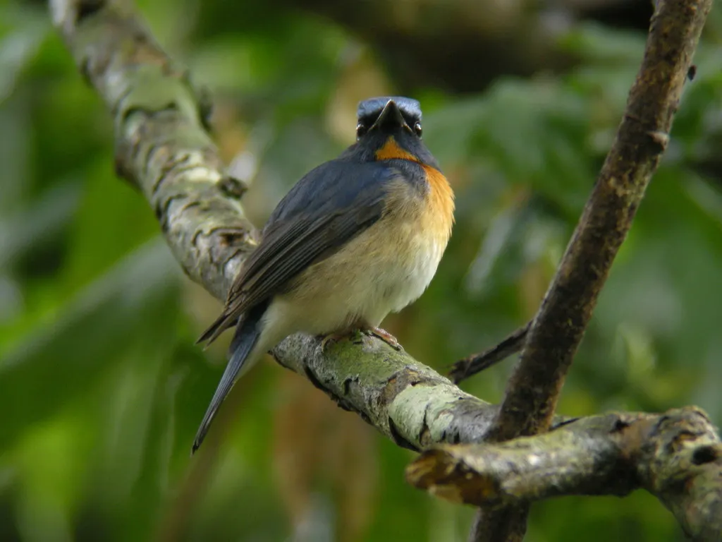 中华仙鹟(Cyornis glaucicomans)