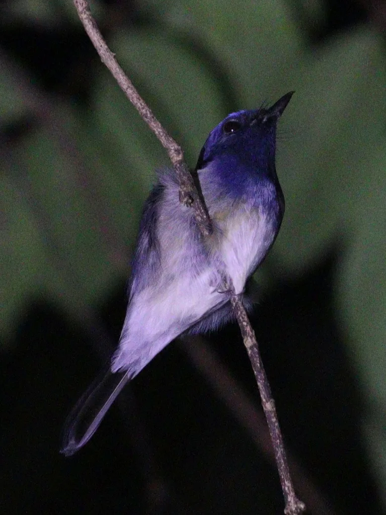 海南蓝仙鹟(Cyornis hainanus)