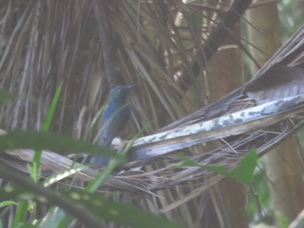 蓝胸仙鹟(Cyornis herioti)