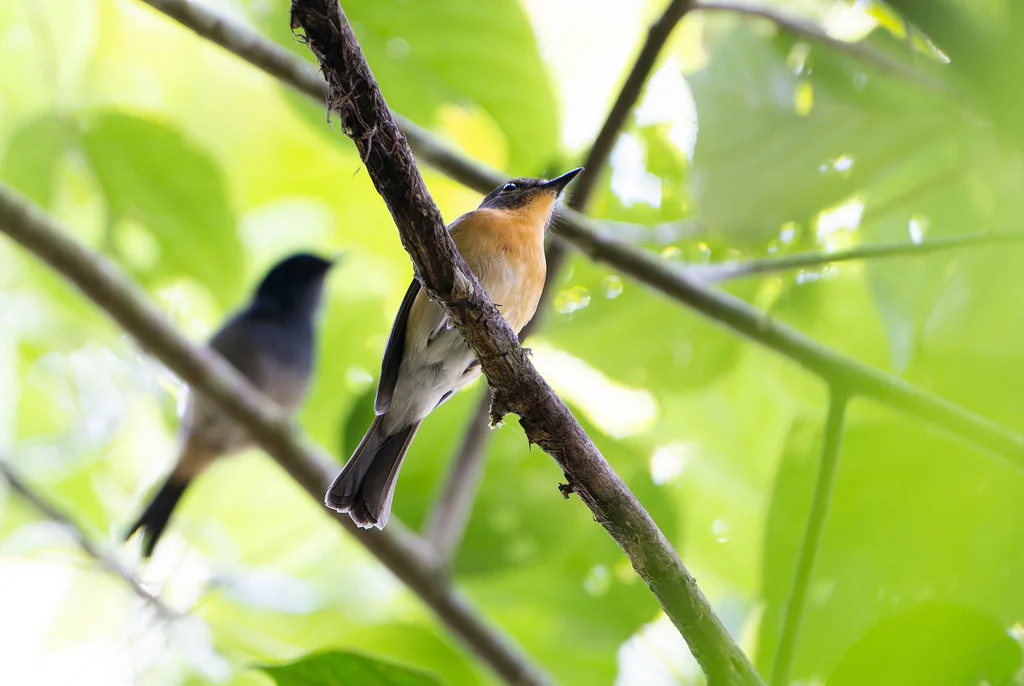 梅山蓝仙鹟(Cyornis kadayangensis)