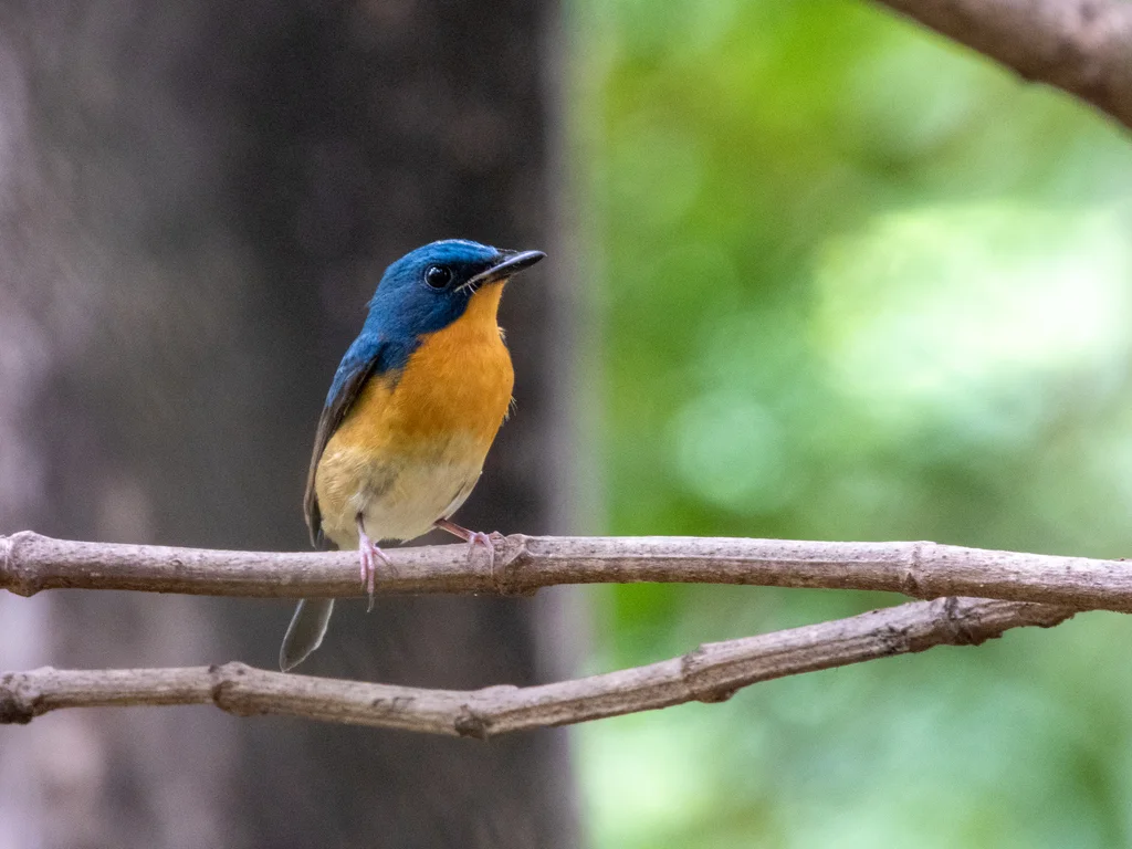 大蓝仙鹟（Cyornis magnirostris）