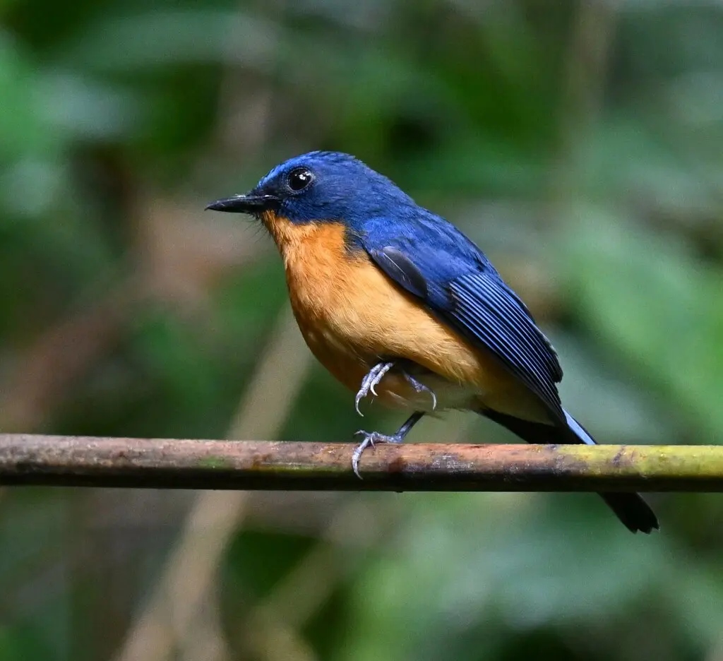 婆罗洲蓝仙鹟(Cyornis montanus)