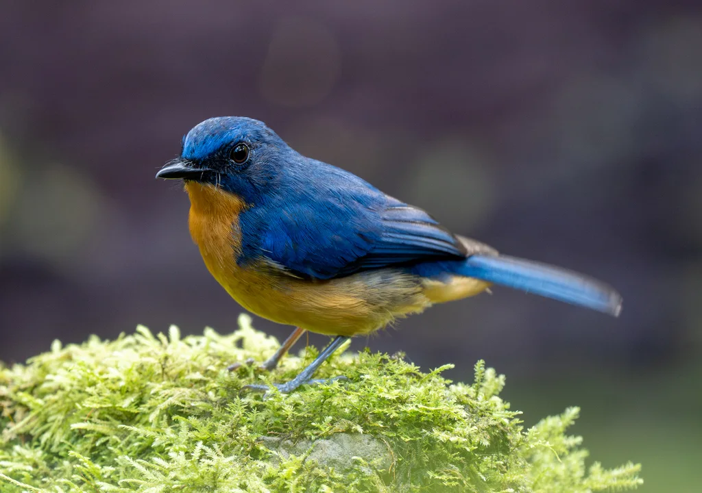婆罗洲蓝仙鹟(Cyornis montanus)
