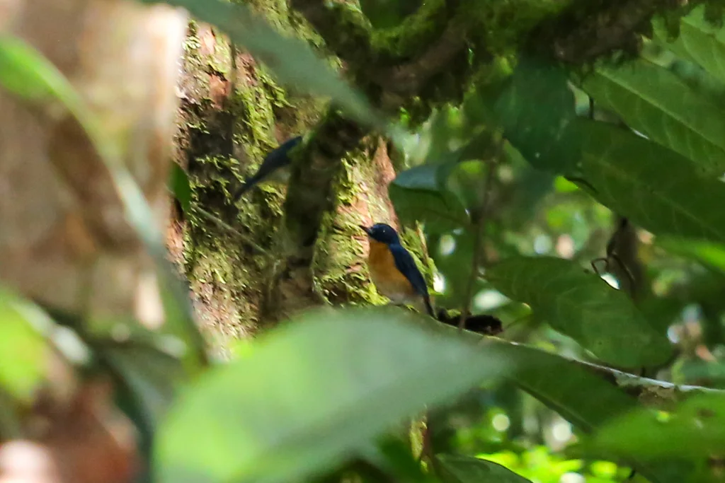婆罗洲蓝仙鹟(Cyornis montanus)