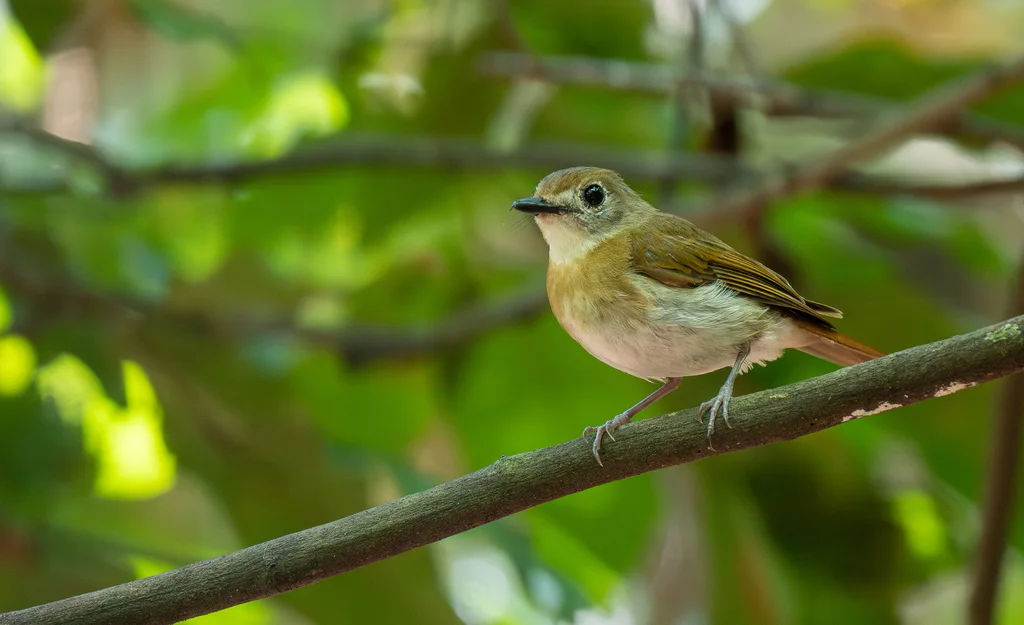 绿背林鹟(Cyornis olivaceus)