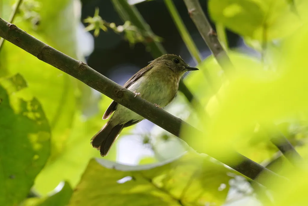 绿背林鹟(Cyornis olivaceus)