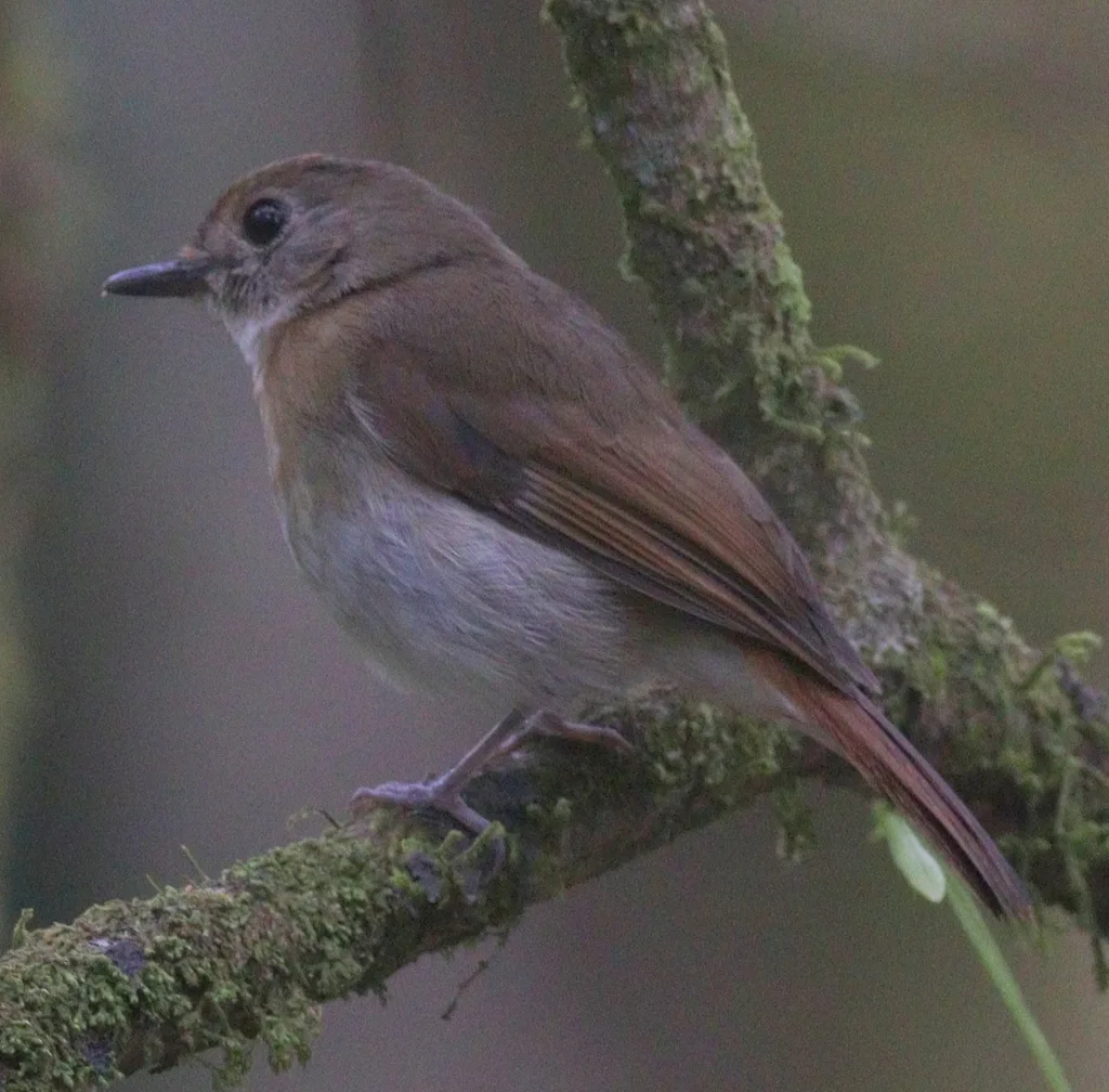 绿背林鹟(Cyornis olivaceus)