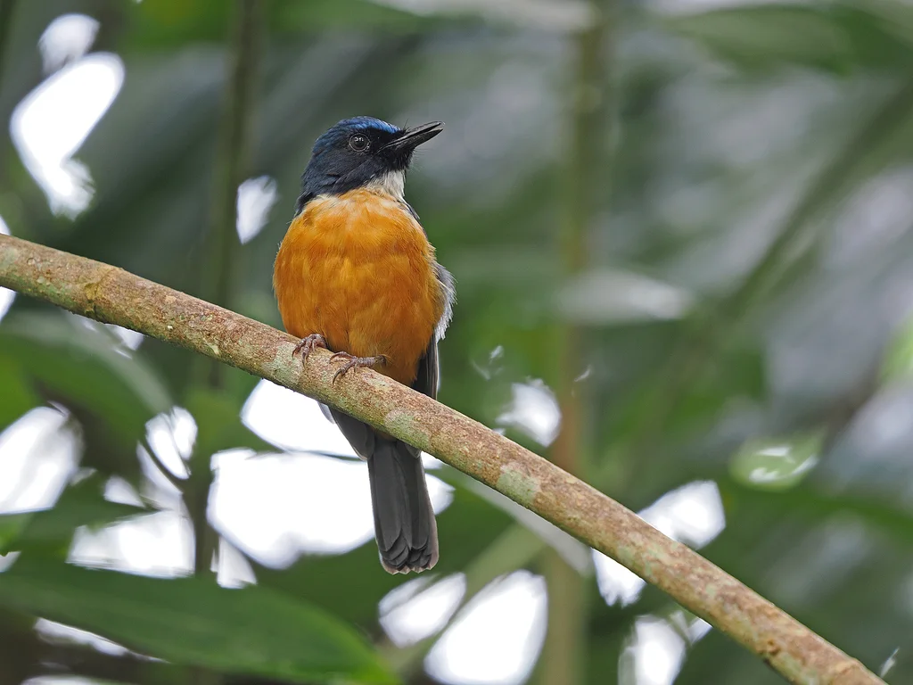 苏拉威西蓝仙鹟(Cyornis omissus)