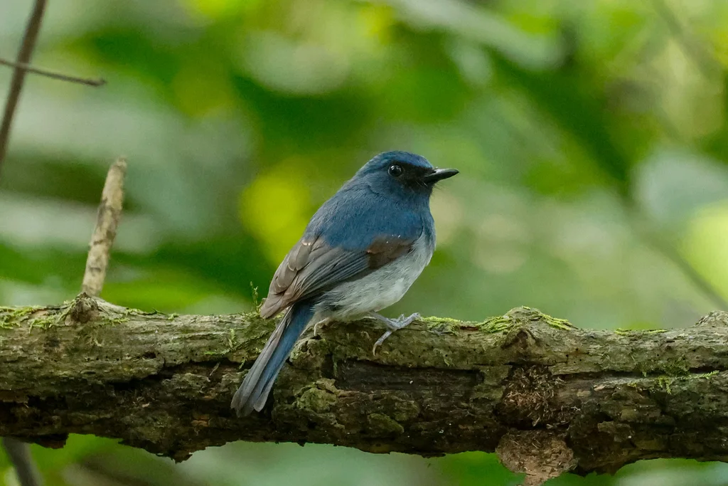 白腹仙鹟(Cyornis pallidipes)