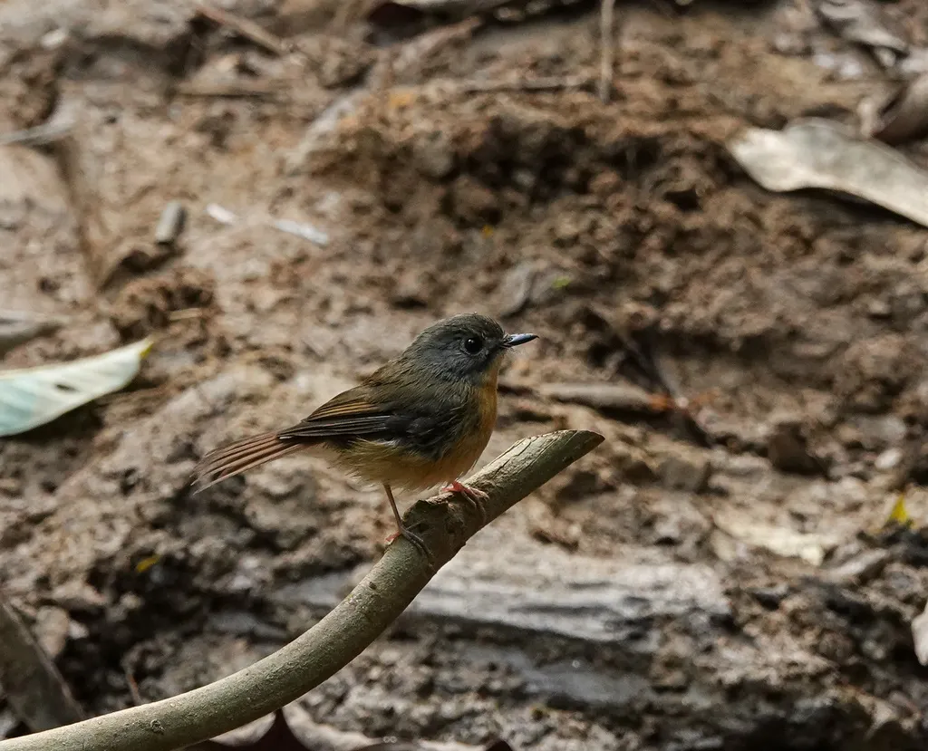 灰颊仙鹟(Cyornis poliogenys)