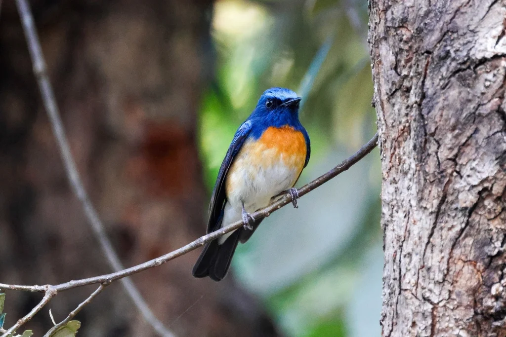 蓝喉仙鹟(Cyornis rubeculoides)