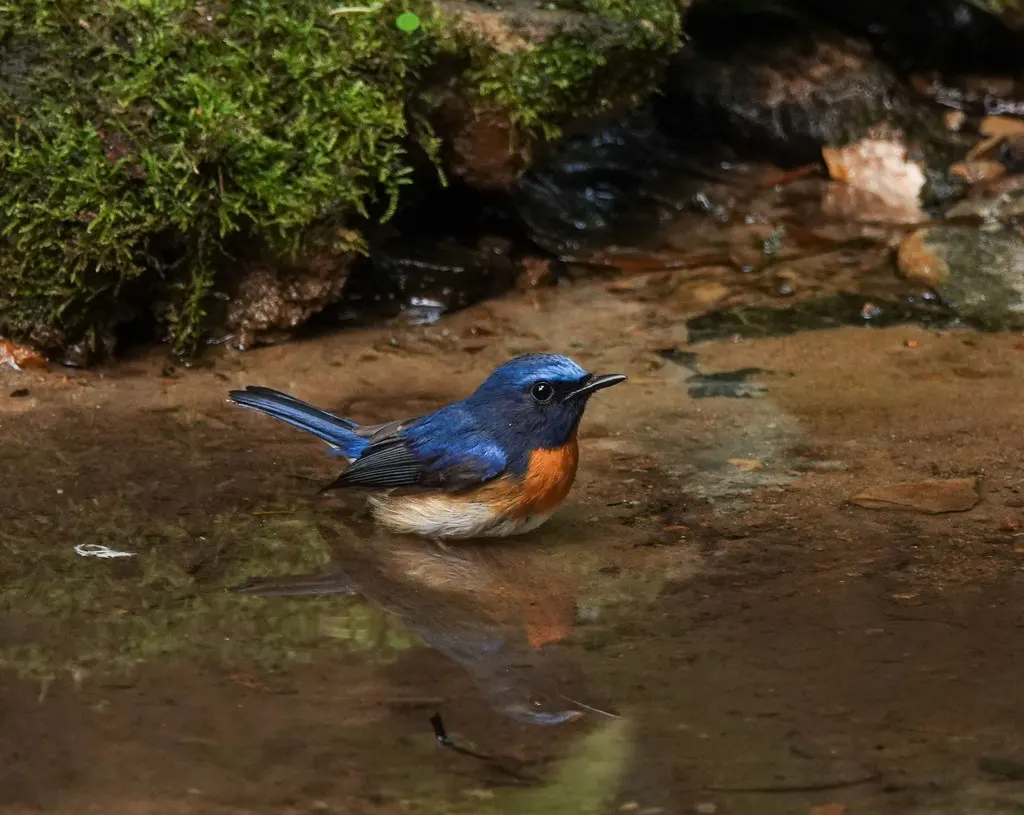 蓝喉仙鹟(Cyornis rubeculoides)