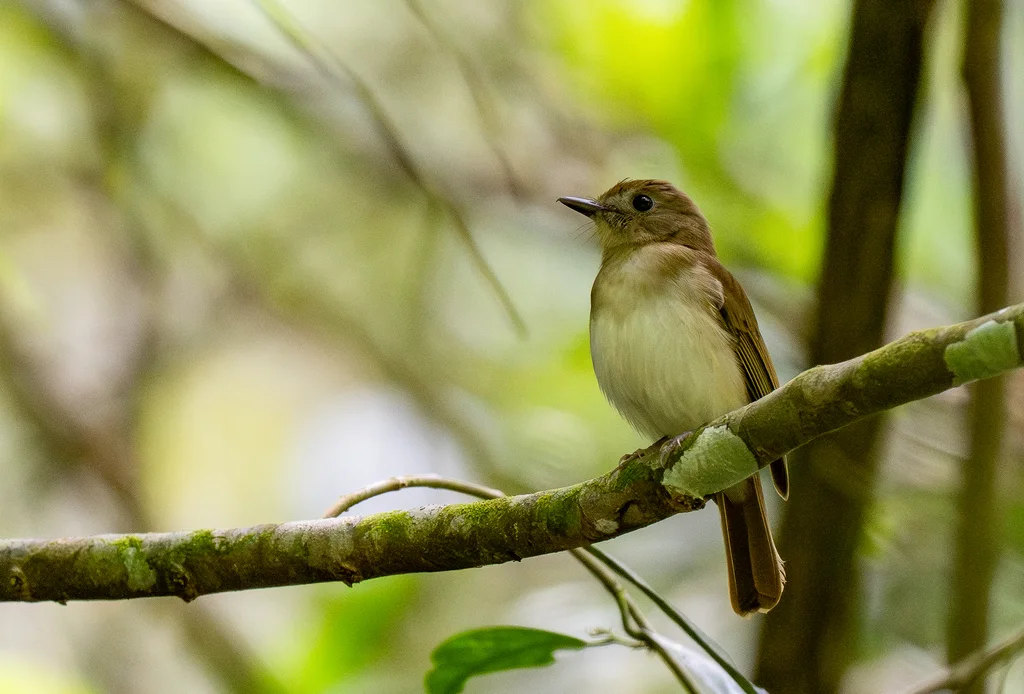 棕尾林鹟(Cyornis ruficauda)