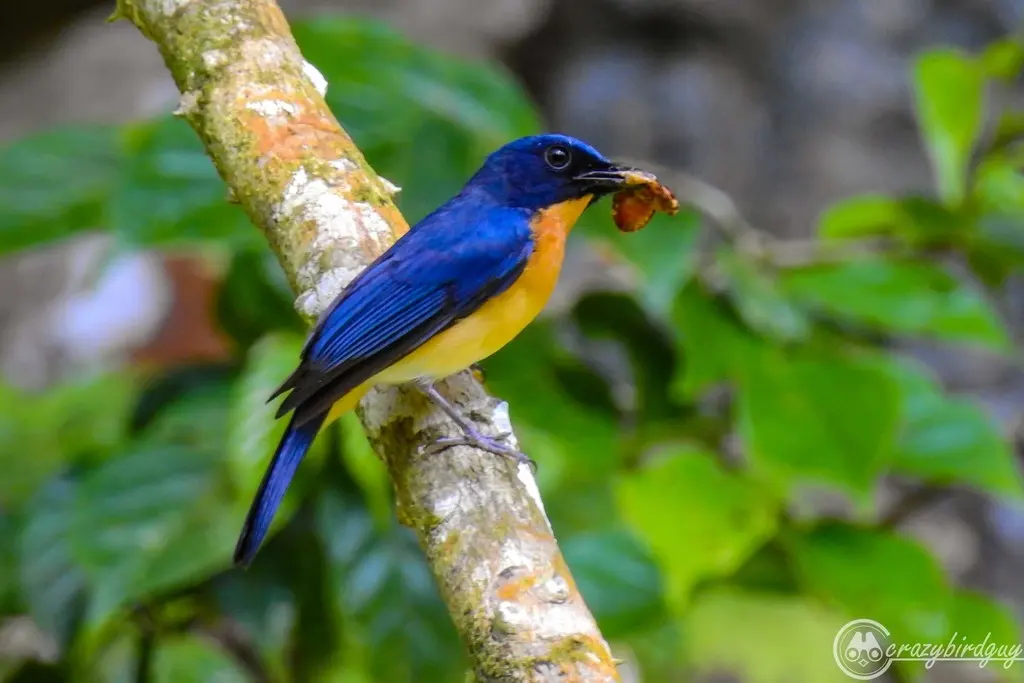 红树仙鹟(Cyornis rufigastra)