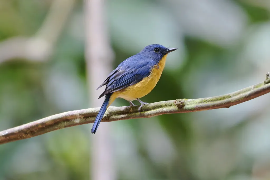 红树仙鹟(Cyornis rufigastra)