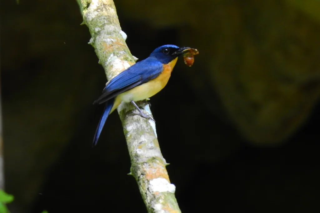 红树仙鹟(Cyornis rufigastra)