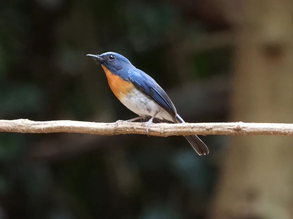 印支蓝仙鹟(Cyornis sumatrensis)