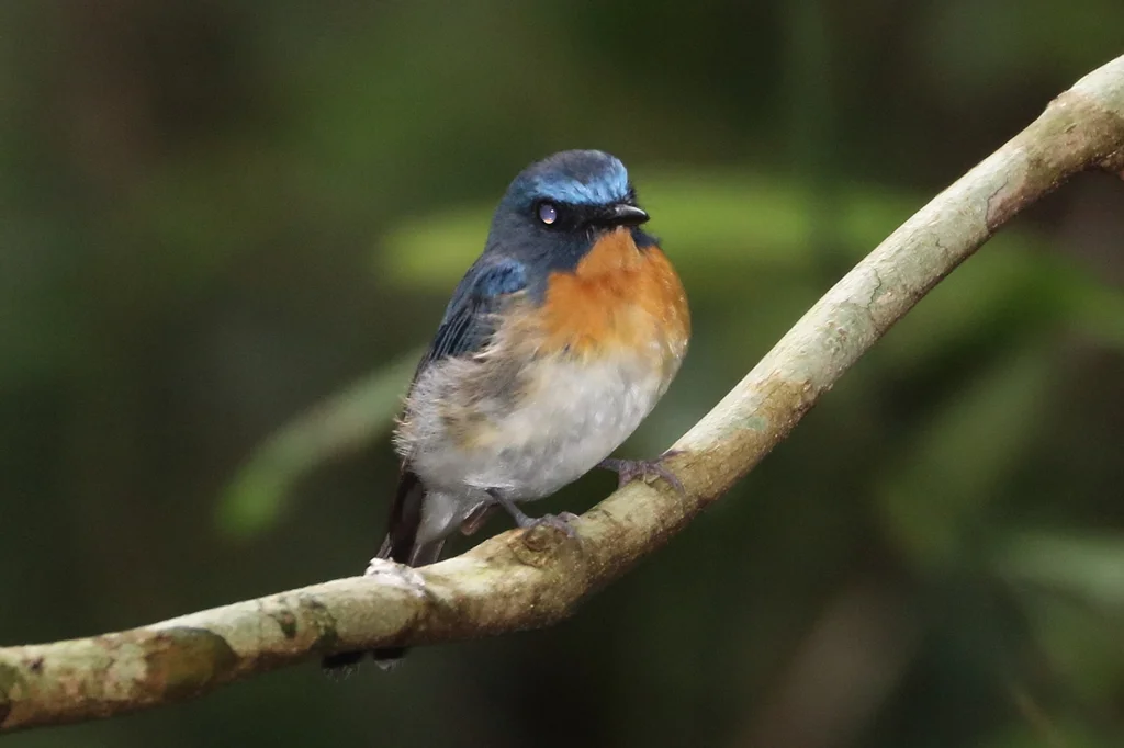 印支蓝仙鹟(Cyornis sumatrensis)