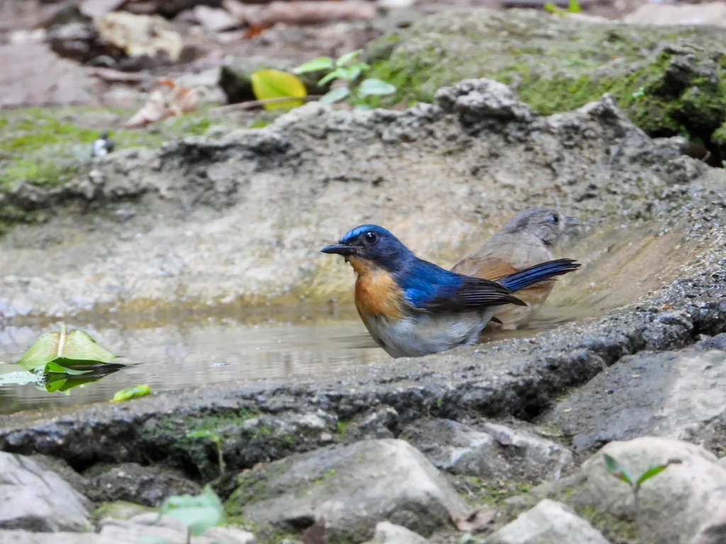 印支蓝仙鹟(Cyornis sumatrensis)