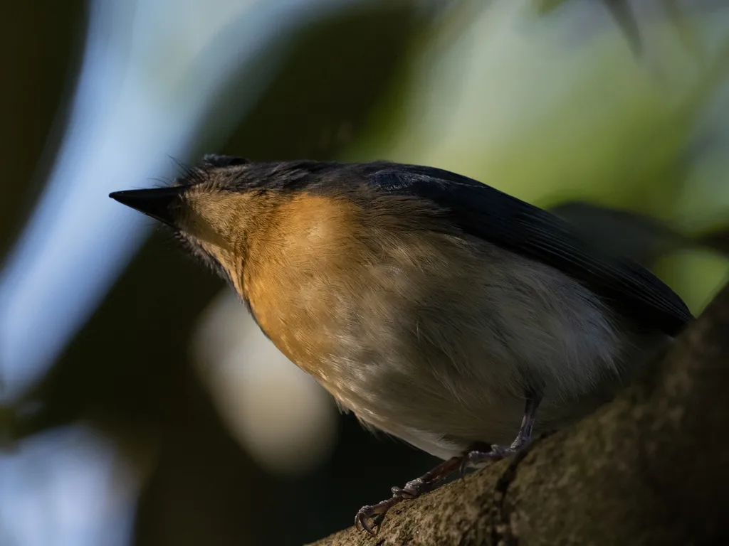 梯氏仙鹟(Cyornis tickelliae)