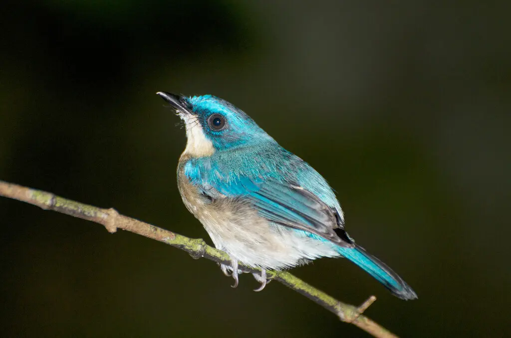 马来仙鹟(Cyornis turcosus)