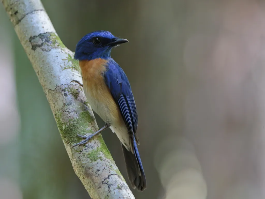 马来仙鹟(Cyornis turcosus)