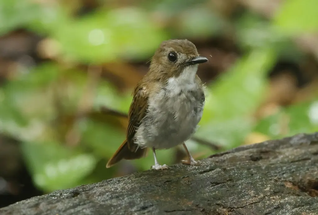 灰胸林鹟(Cyornis umbratilis)