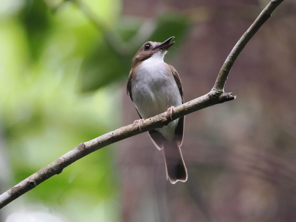 灰胸林鹟(Cyornis umbratilis)