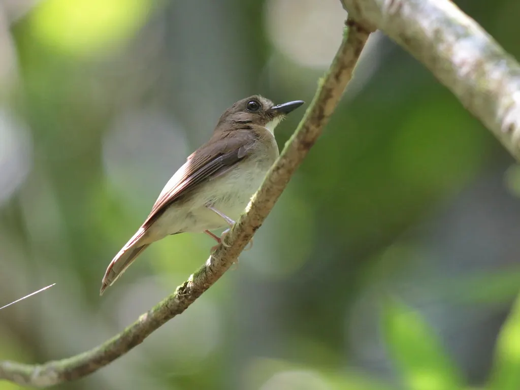 灰胸林鹟(Cyornis umbratilis)