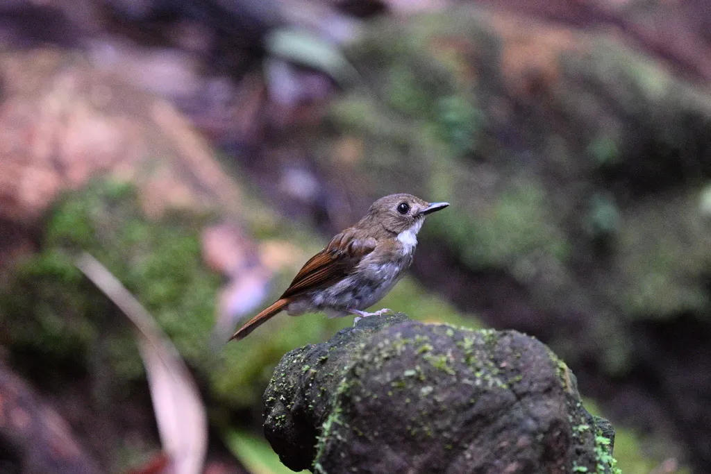 灰胸林鹟(Cyornis umbratilis)