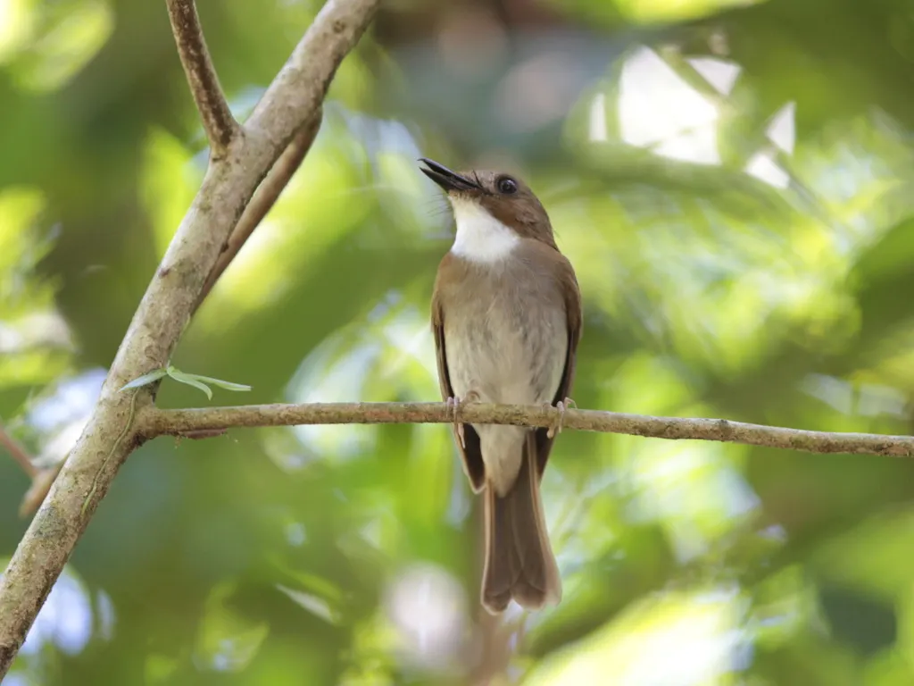 灰胸林鹟(Cyornis umbratilis)