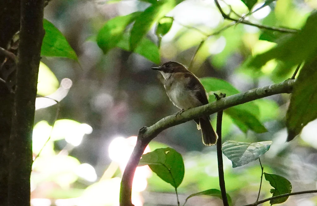 灰胸林鹟(Cyornis umbratilis)