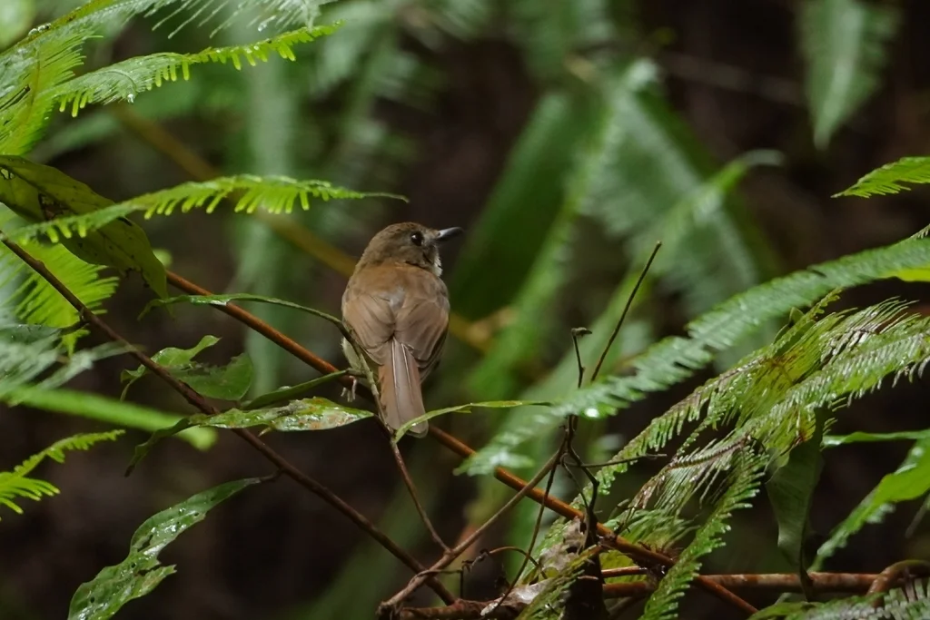 灰胸林鹟(Cyornis umbratilis)