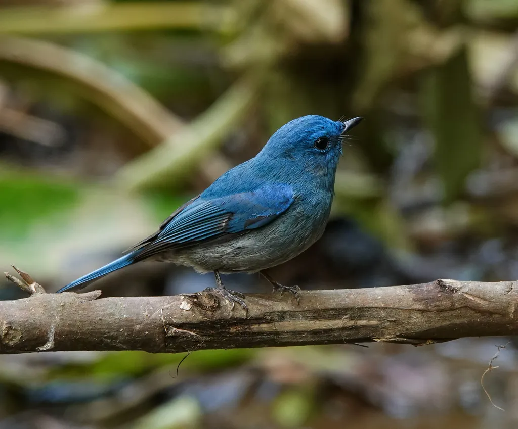 纯蓝仙鹟(Cyornis unicolor)