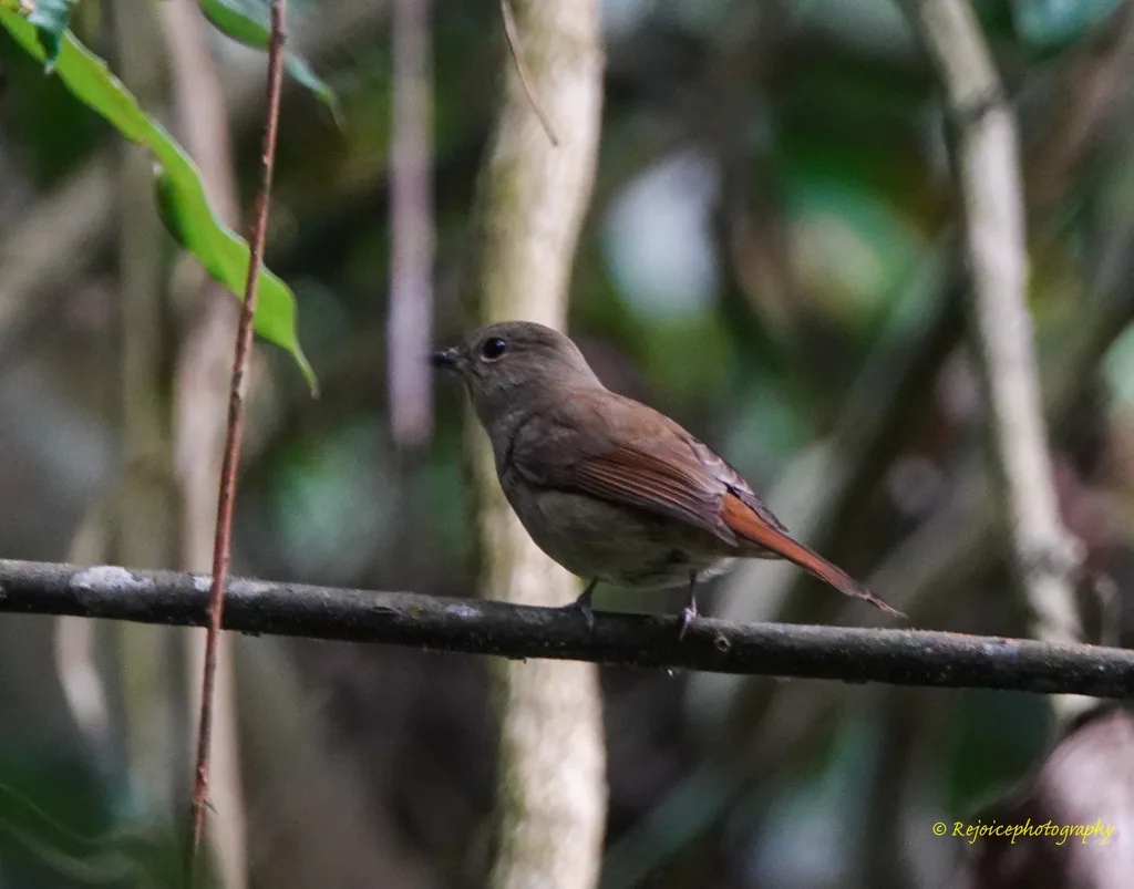 纯蓝仙鹟(Cyornis unicolor)
