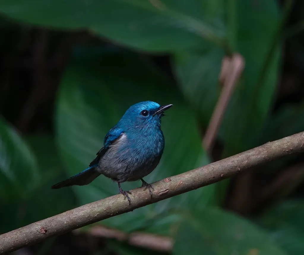 纯蓝仙鹟(Cyornis unicolor)