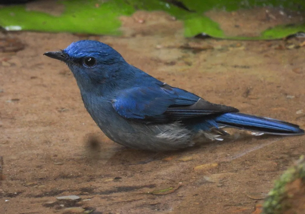 纯蓝仙鹟(Cyornis unicolor)
