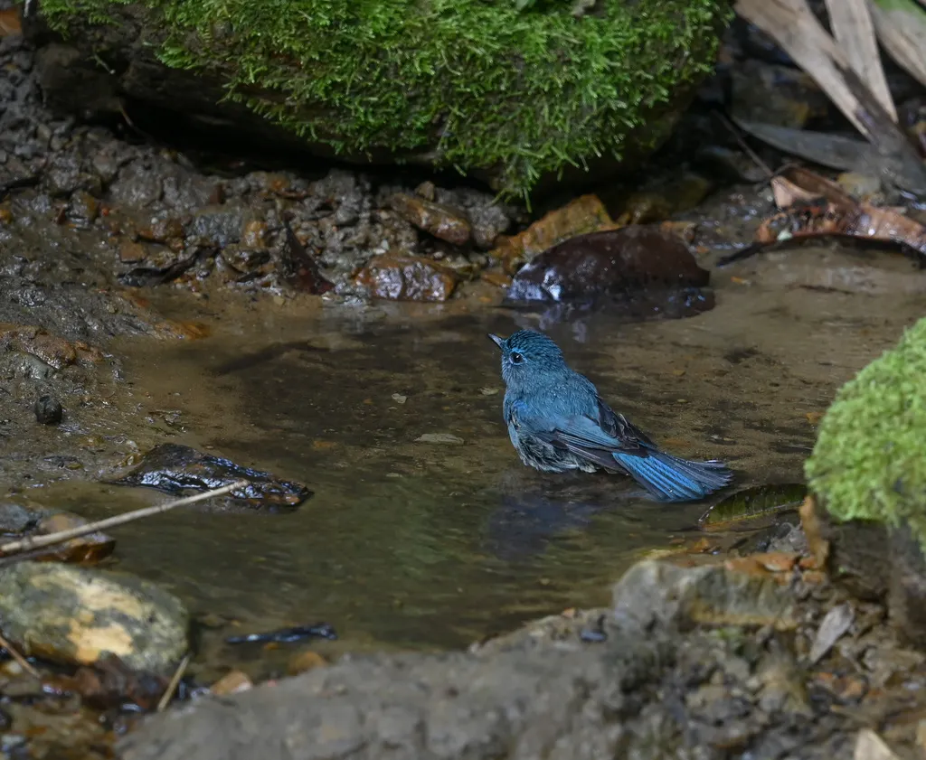 纯蓝仙鹟(Cyornis unicolor)